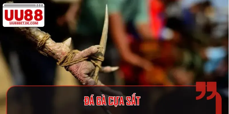 Cựa sắt là một trong những loại hình khá khốc liệt và cam go