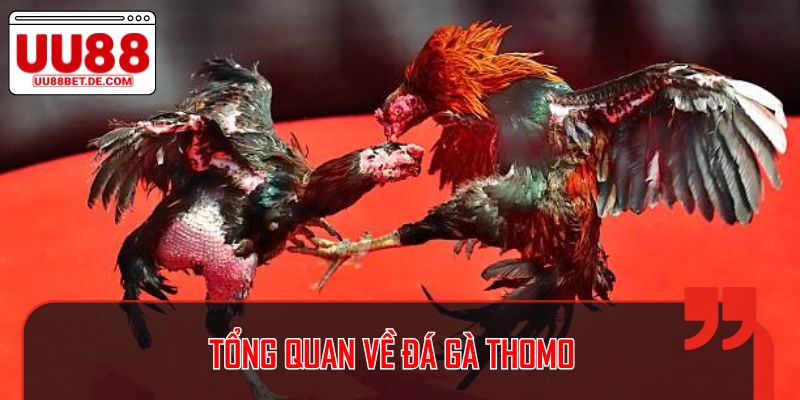 Tổng quan về đá gà Thomo