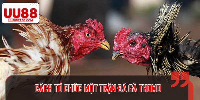 Cách tổ chức một trận đá gà Thomo