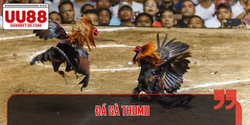 Thomo là đấu trường cam go mang đến những trận chiến thú vị